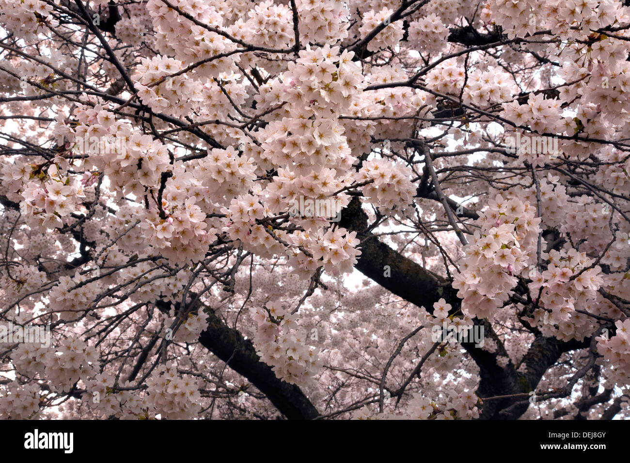 WASHINGTON - Kirschbäume blühen entlang der Quad an der University of Washington in Seattle. Stockfoto