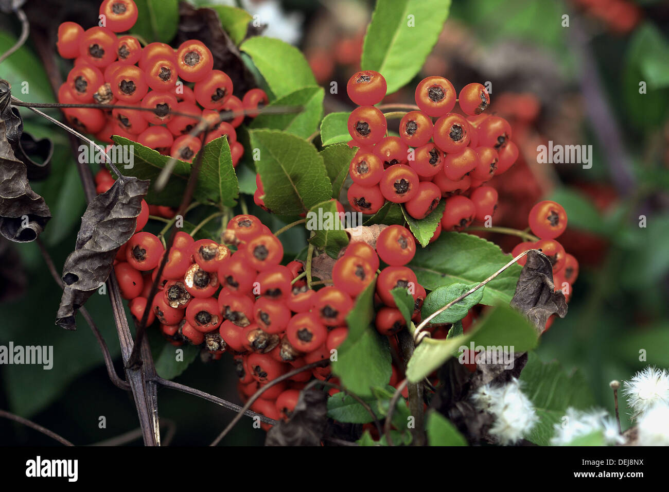 Roter holunder sambucus racemosa Fotos und Bildmaterial in hoher