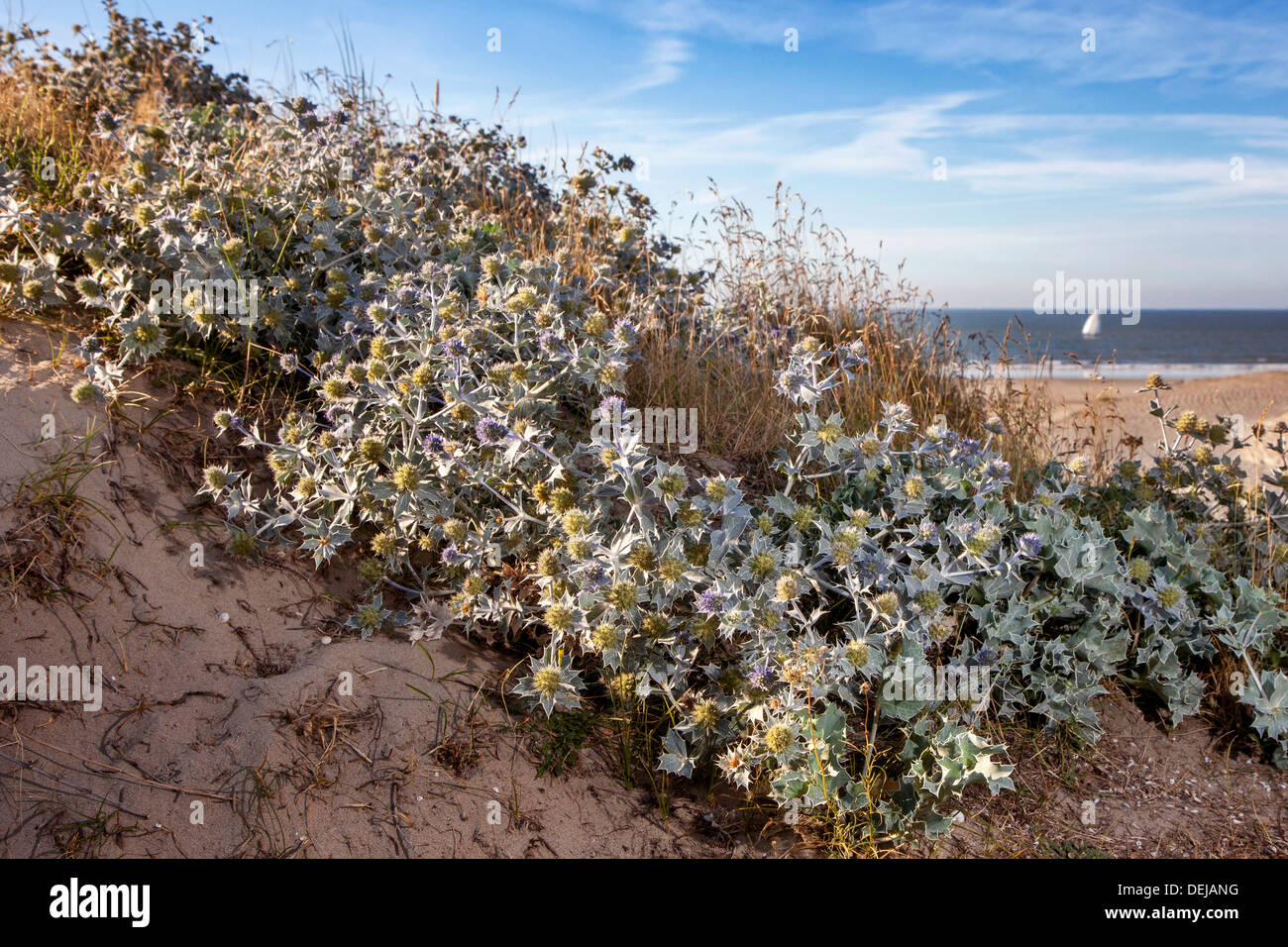 Meer-Holly (Eryngium Maritimum) in Blüte in den Dünen an der Nordseeküste Stockfoto