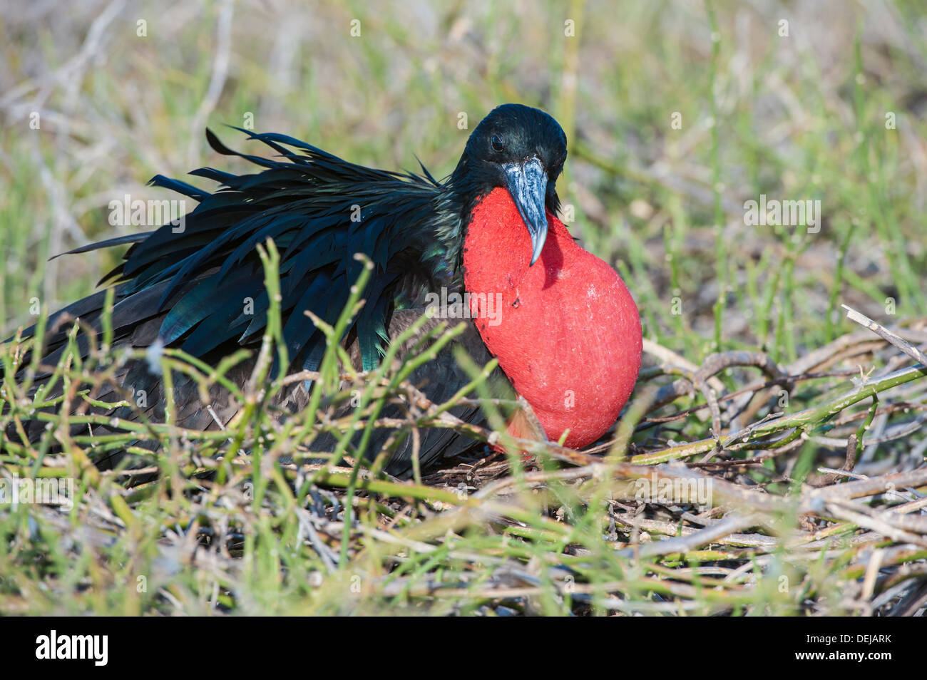 Herrliche Fregattvogel männlich (Fregata magnificens), North Seymour Island, Galapagos, Ecuador Stockfoto