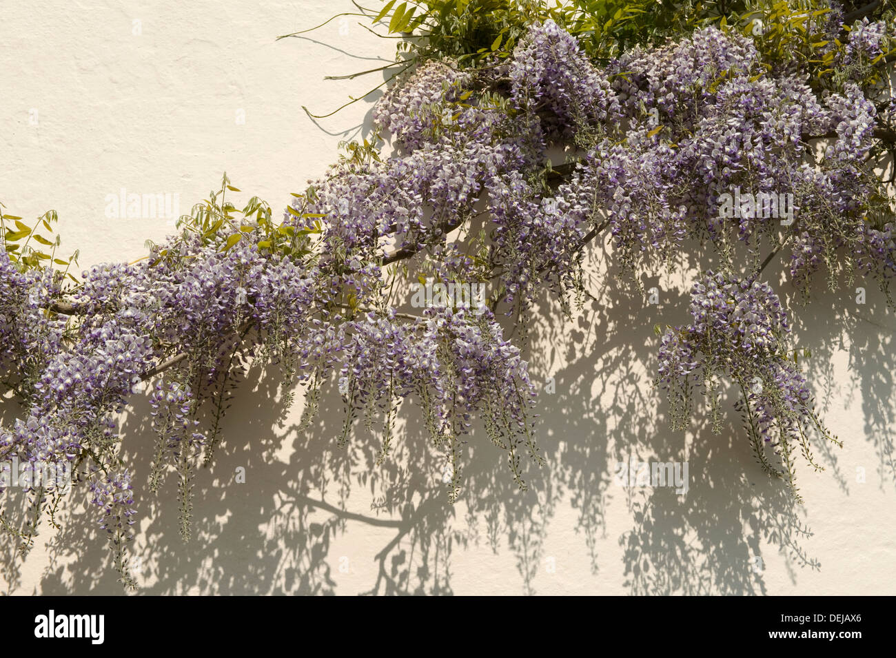 Wisteria Sinensis, eine Kletter Hülsenfrüchte Zierpflanze, Blüte an eine Hauswand Stockfoto