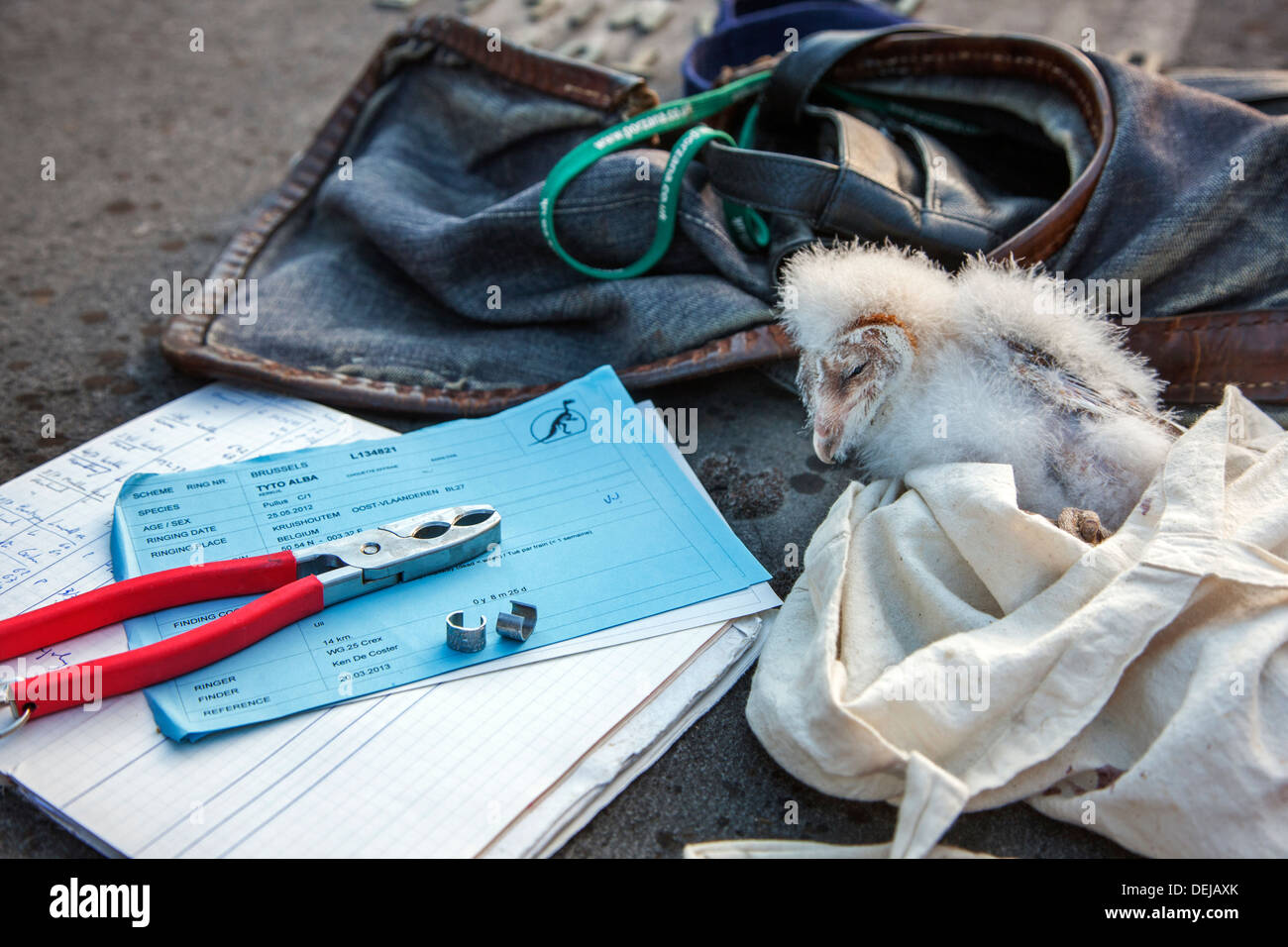 Vogel Ringerlösung Notebook, paar Zangen und Metall Ringe für Schleiereule (Tyto Alba) Owlet Klingeln / Küken Stockfoto
