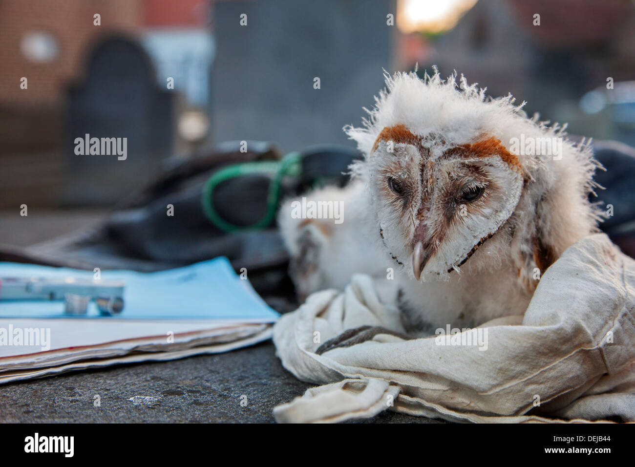 Nahaufnahme von hässlichen Schleiereule (Tyto Alba) Owlet / Küken am Kirchhof bereit, von Vogel Wecker für Identifikation Forschung beringt werden Stockfoto