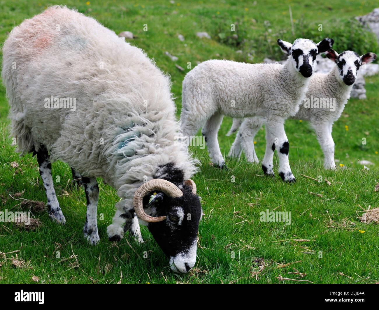 Swaledale Ewe und Lämmer, die gerade für Gefahr, Malhamdale, Yorkshire Dales National Park, England Stockfoto