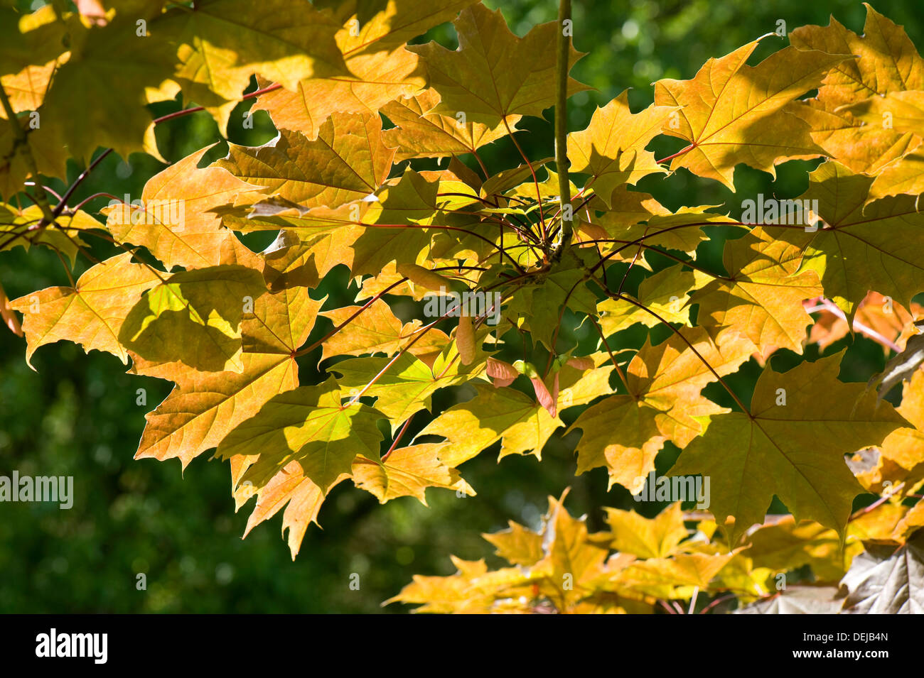 Licht scheint durch die jungen Blätter eine Zier Ahorn, Acer, mit einem blassen roten Schimmer Stockfoto