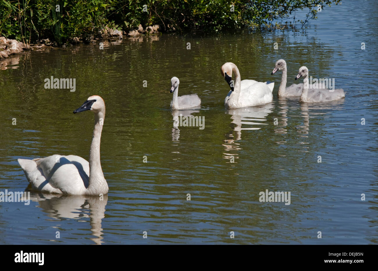 Trompeter Schwan (Cygnus Buccinator) Familie, WWT Arundel, West Sussex, England Stockfoto