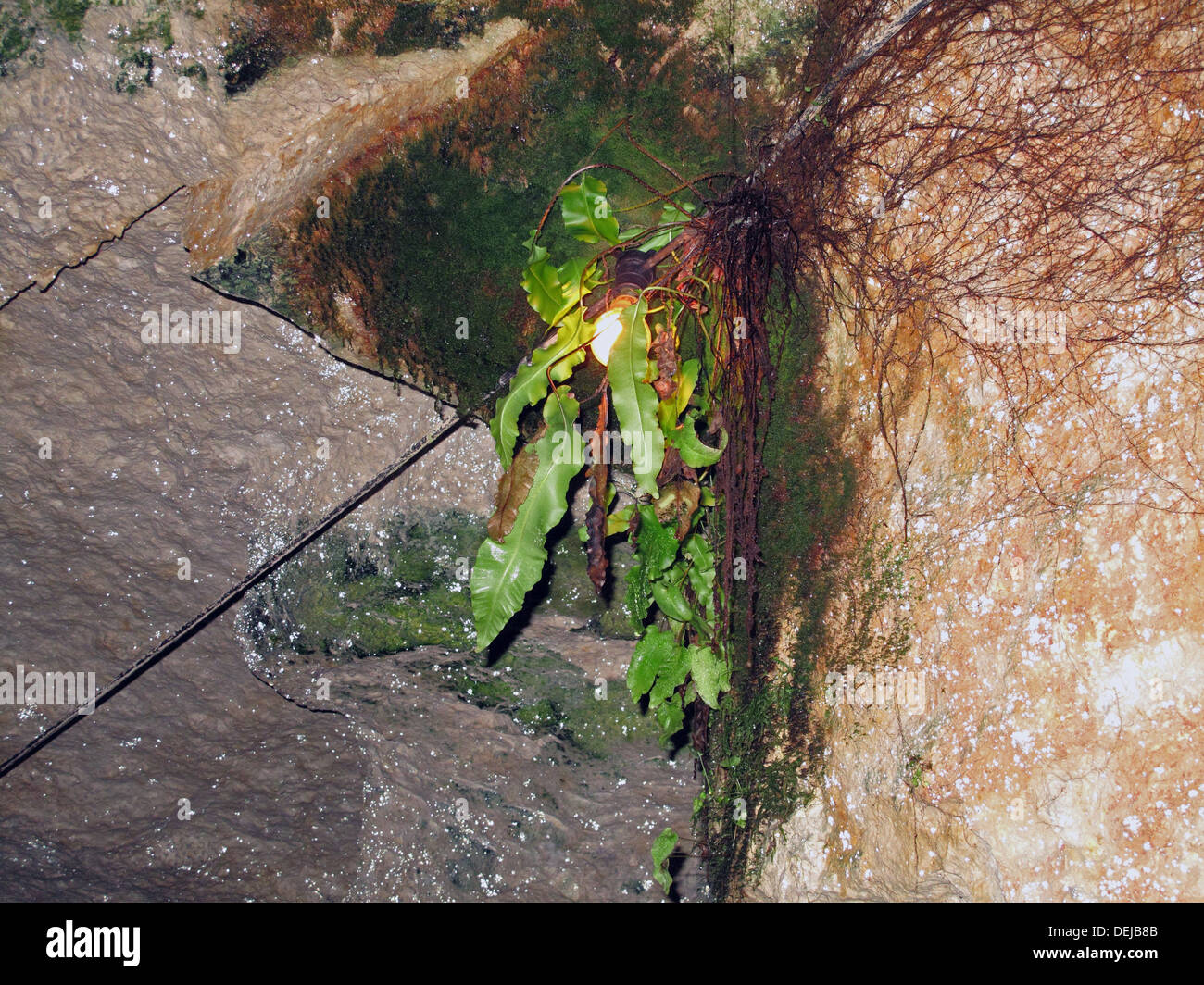 Harts-Farn, Asplenium Scolopendrium wachsen im Licht einer Glühbirne tief in Kalkstein Höhlen nahe Bier in Devon Stockfoto