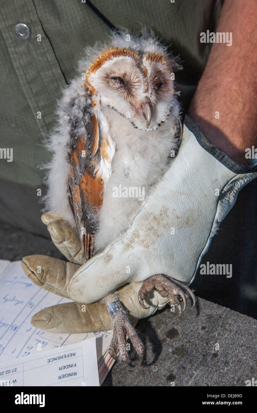 Vogel Wecker klingeln Schleiereule (Tyto Alba) Owlet / Küken mit Metall ring am Bein für die Identifizierung Forschung Stockfoto