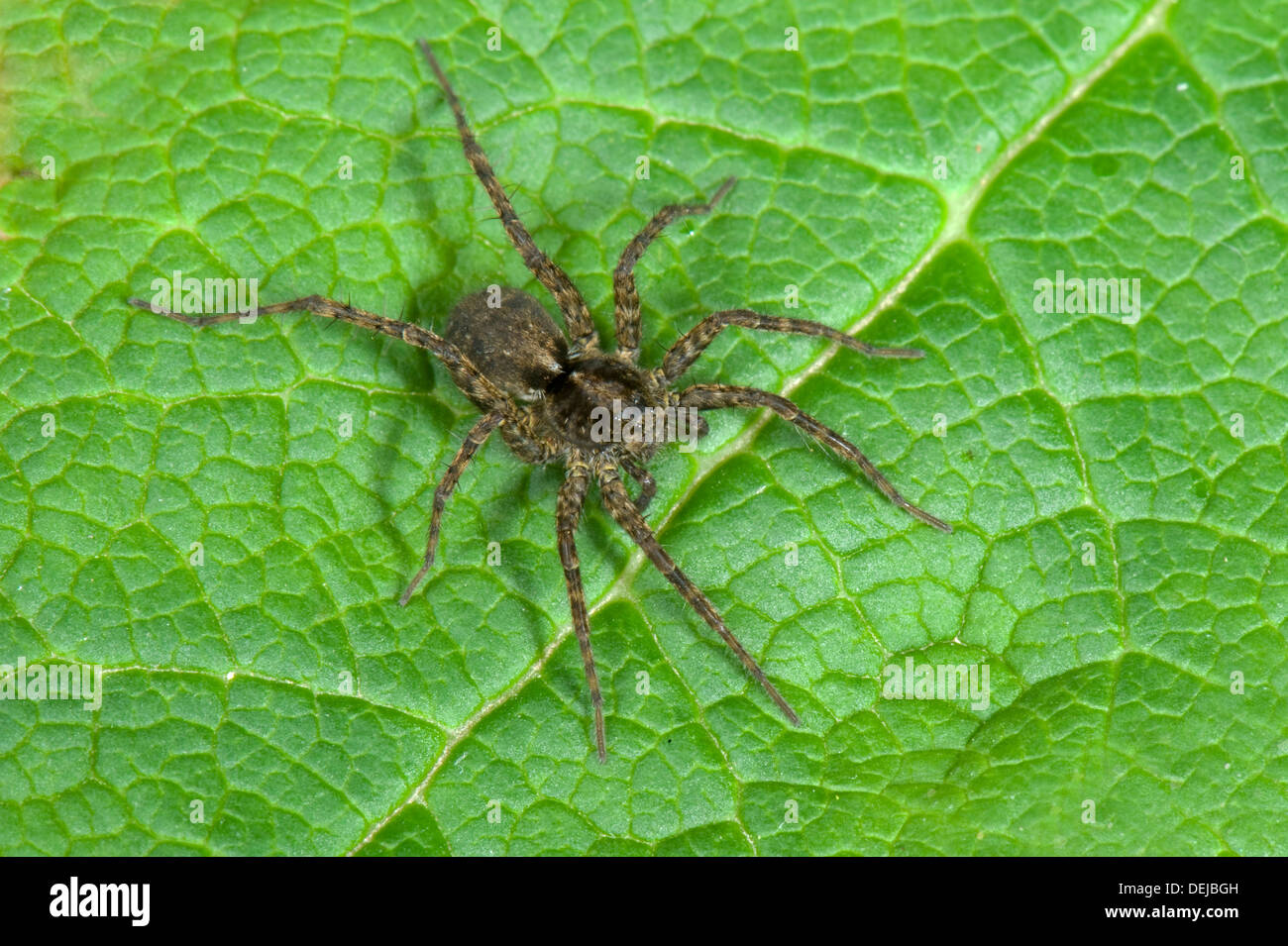 Eine Wolfsspinne, Pardosa Amentata, Stockfoto