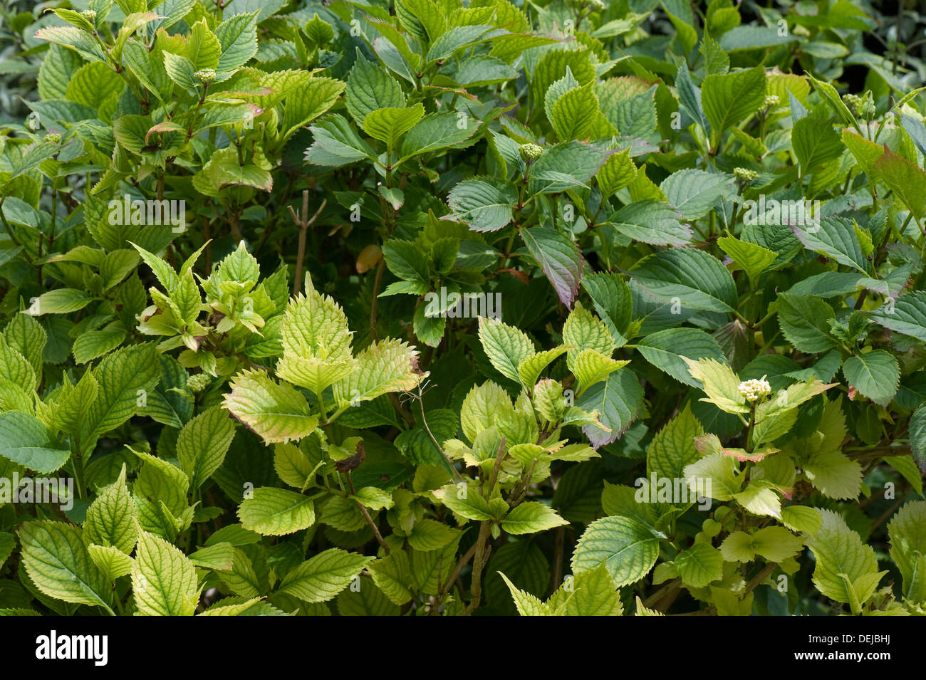 Kalk-induzierte Eisen und Stickstoff-Mangel verursacht Chlorosen der Blätter der Hydrangea Macrophylla Garten Strauch Stockfoto