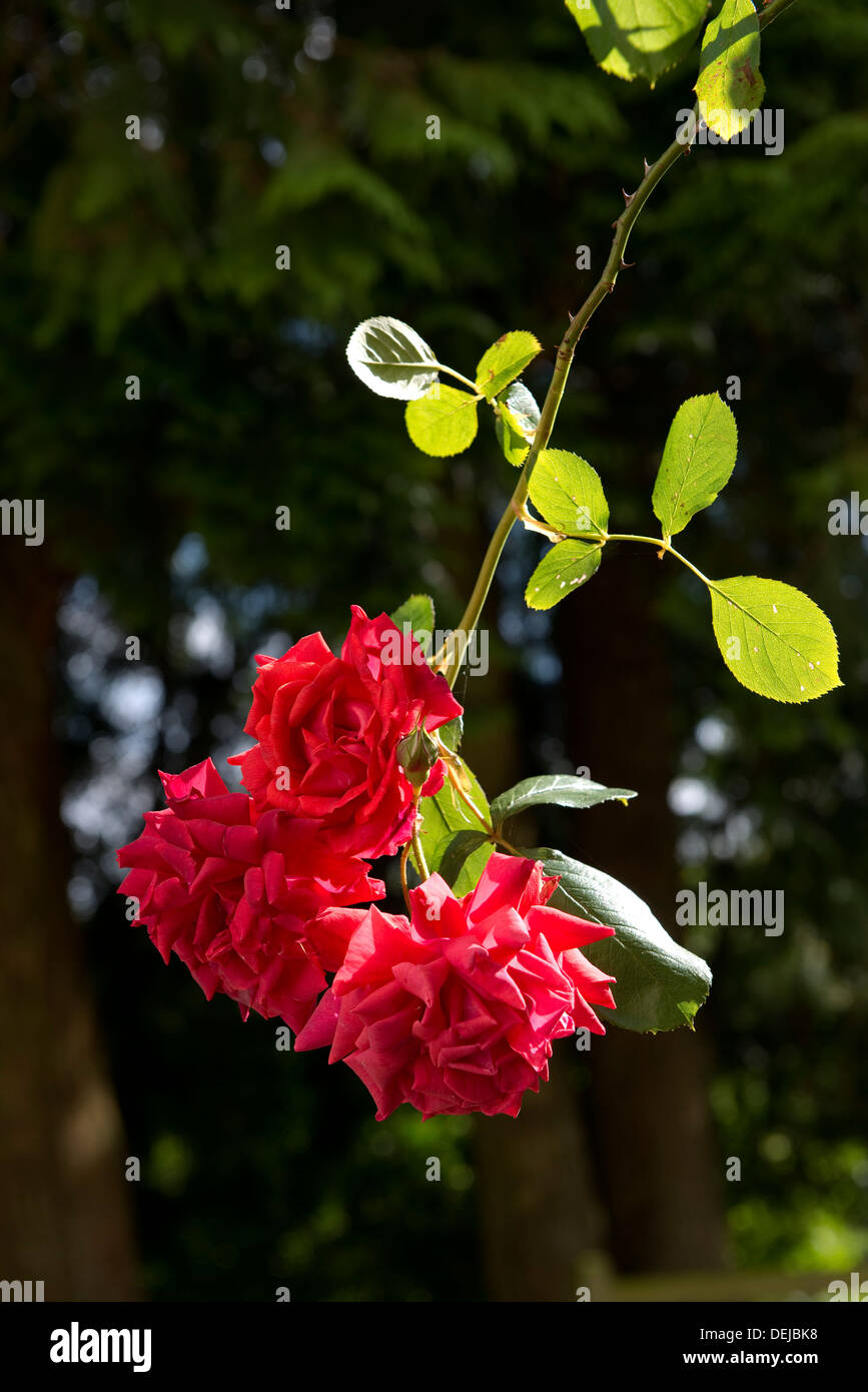 Rote Blüten der Kletterrose, Danse du Feu Stockfoto