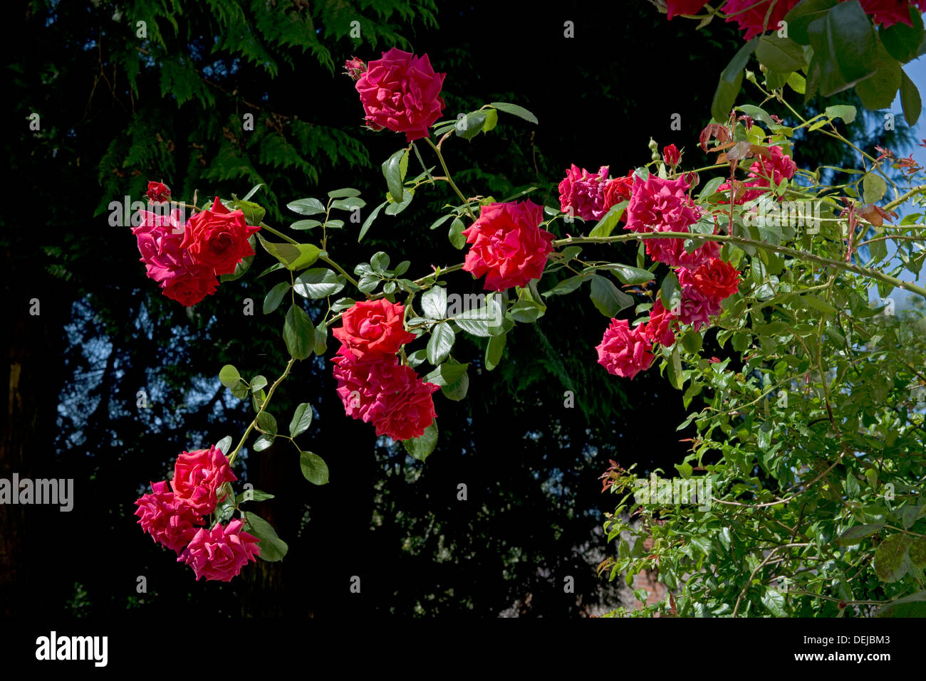 Rote Blüten der Kletterrose, Danse du Feu Stockfoto