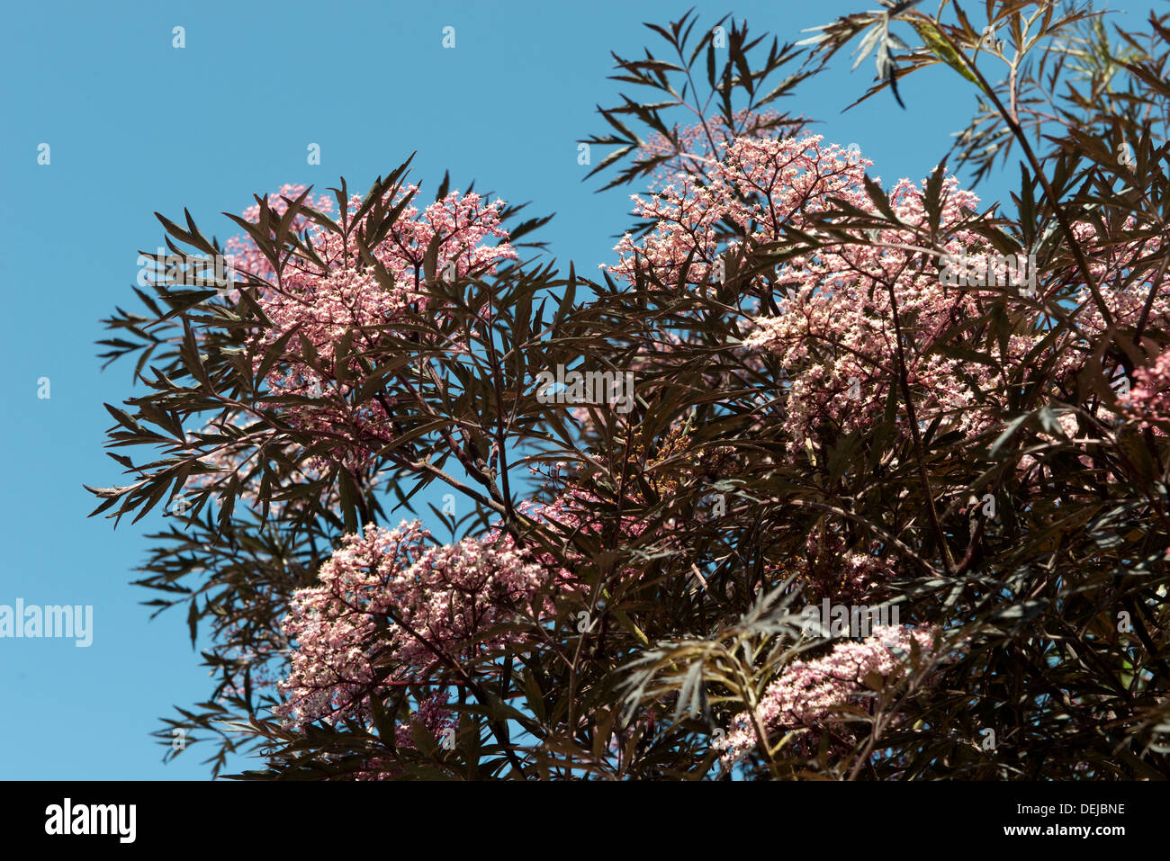 Schwarzer Holunder Sambucus Nigra Black Lace Bluhender Garten