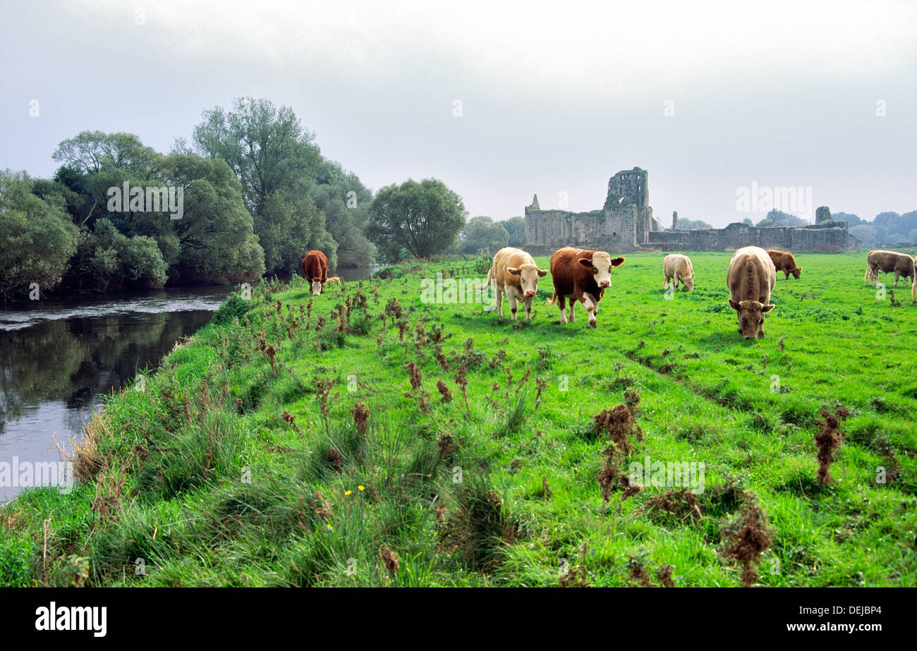 Kühe am Ufer des Flusses Suir, County Tipperary, Irland, vor den Ruinen der mittelalterlichen Athassel Augustiner Kloster Stockfoto