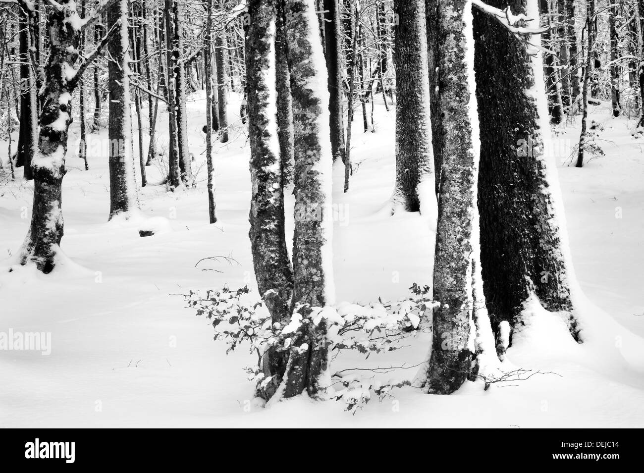 Bäume mit geblasen Schnee auf der einen Seite der Rinde befestigt Stockfoto