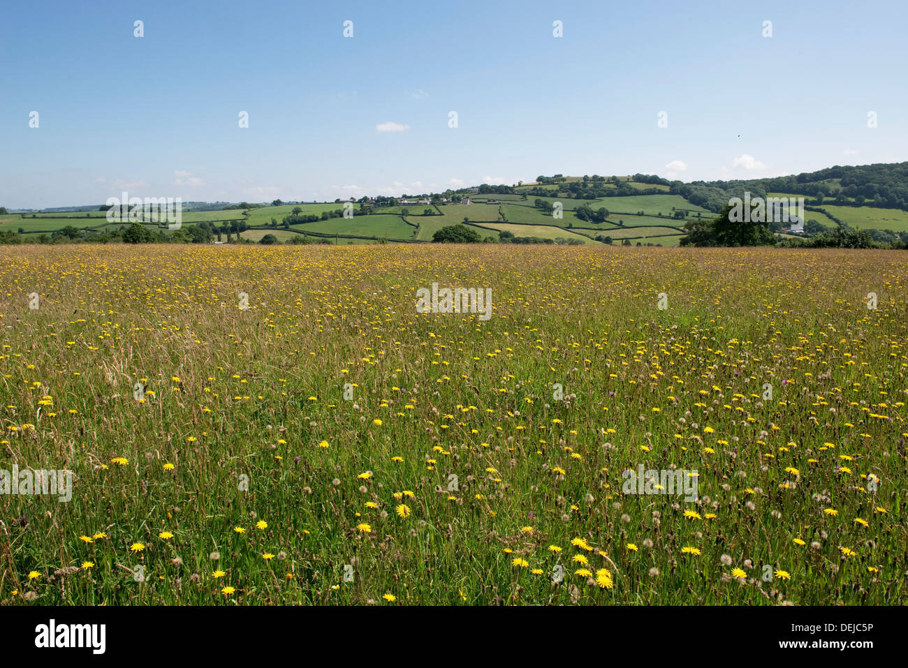 Wildblumenwiese Goren Farm in der Nähe von Stockton in Devon an einem feinen Sommertag Stockfoto