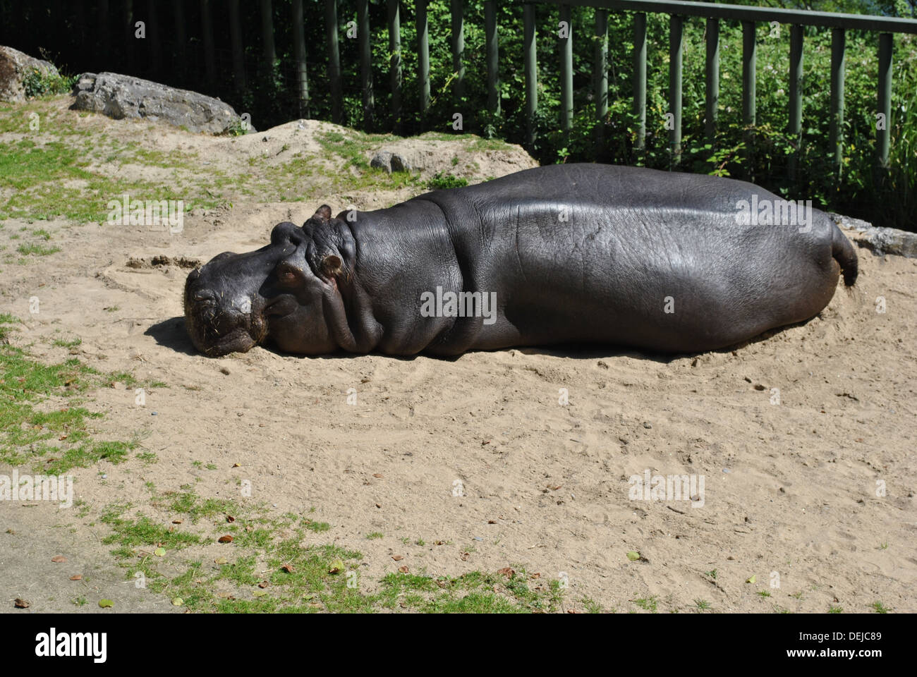 großen männlichen Flusspferd im Zoo von Dublin Irland Stockfoto