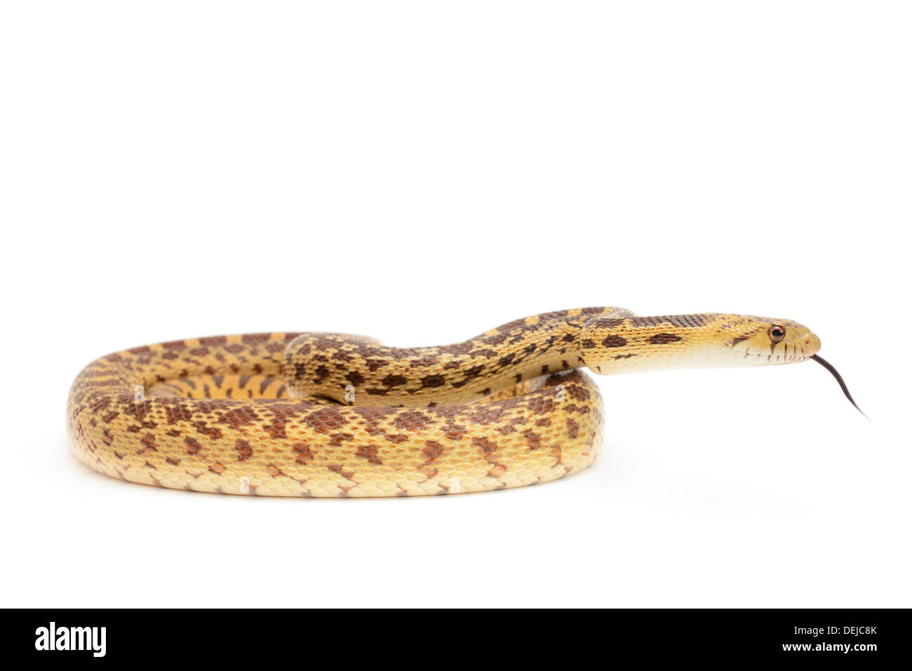 Nahaufnahme von Gopher Snake isoliert vor weißem Hintergrund. Stockfoto