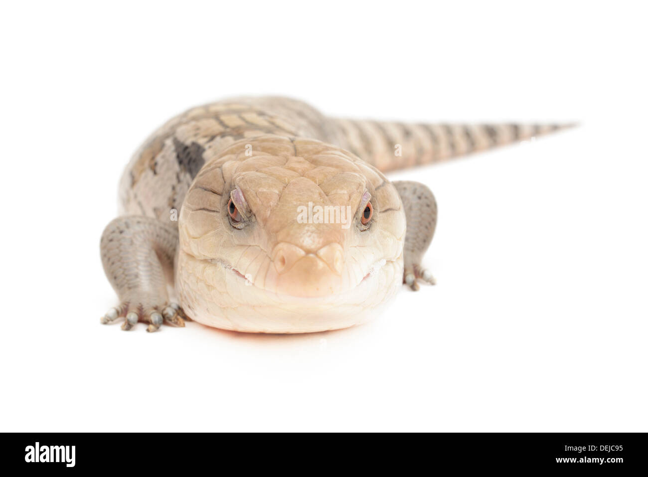 Nahaufnahme von blauem reliefierten Skink isoliert vor weißem Hintergrund. Stockfoto