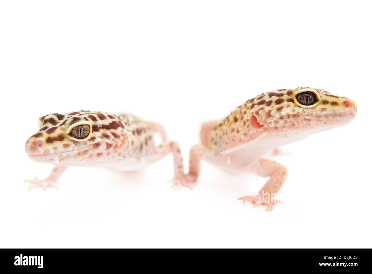 Nahaufnahme des Leopardgecko isoliert vor weißem Hintergrund. Stockfoto