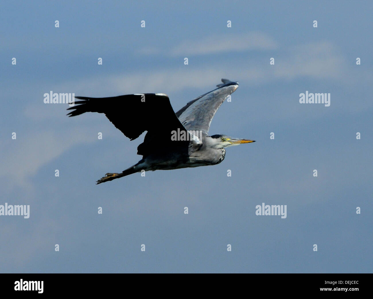 EIN GRAUREIHER IM FLUG AM HAFEN VON PAGHAM, WEST SUSSEX Stockfoto