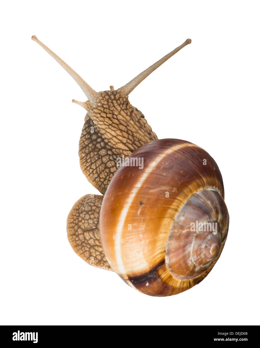 Weiß isoliert Schnecke. Studio gedreht Stockfoto