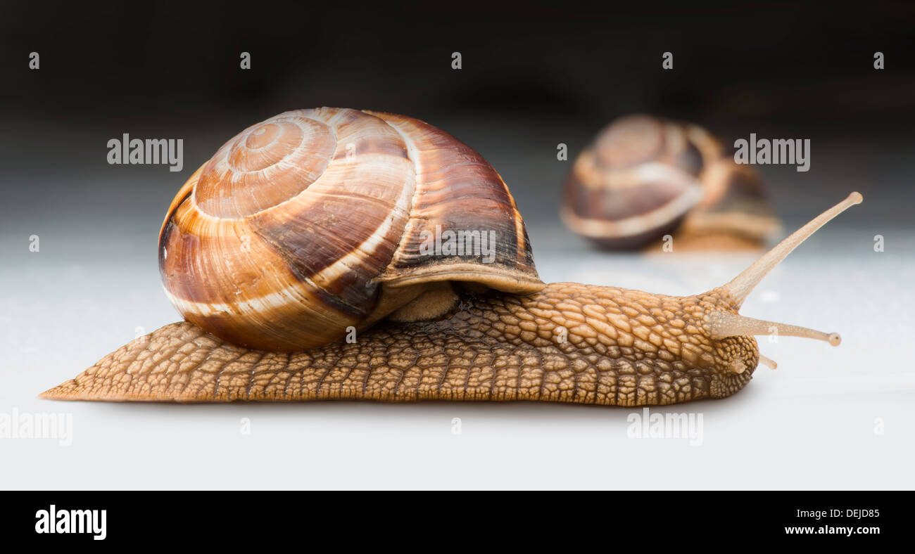 Schnecken bewegen Stockfoto