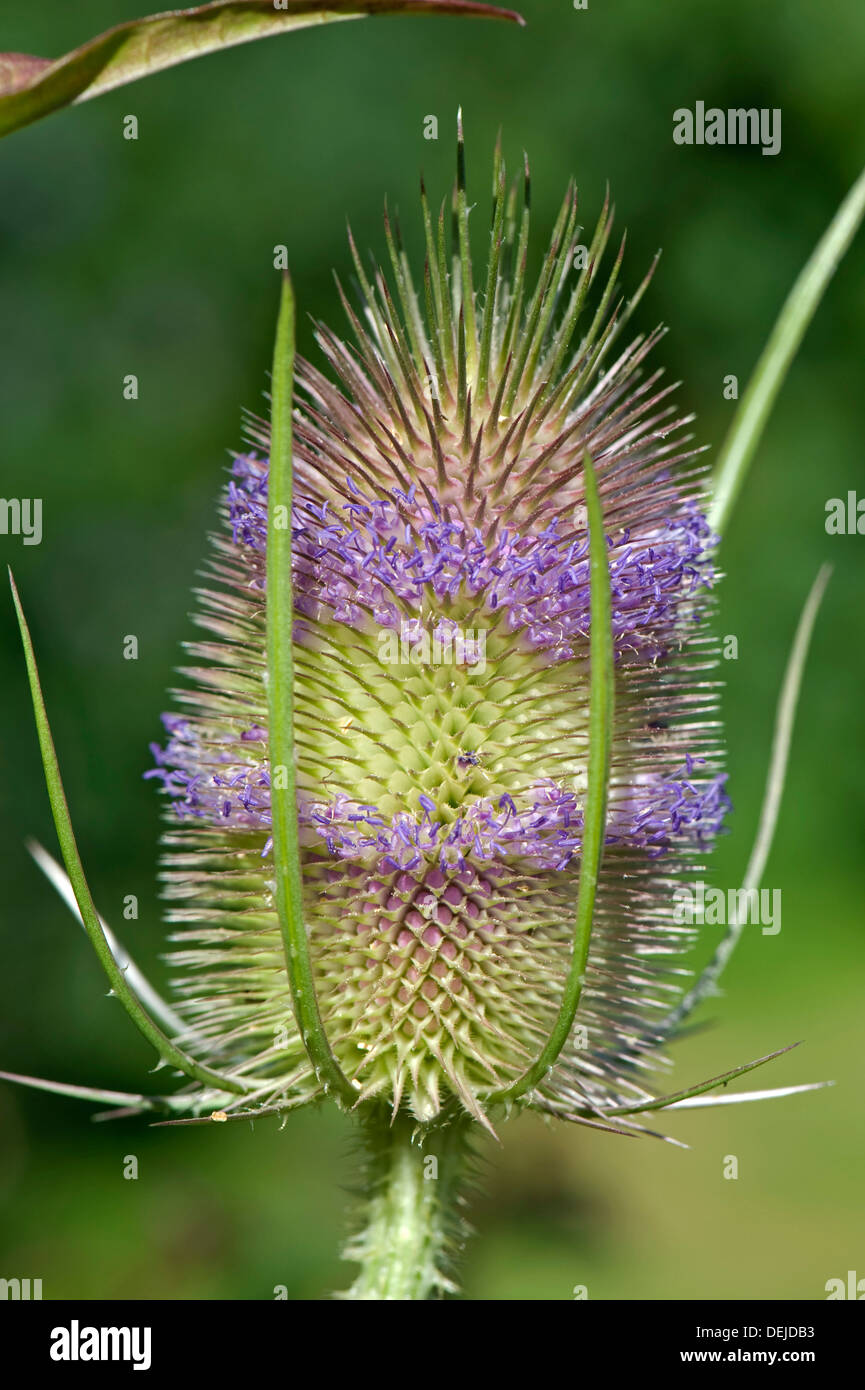 Karde Dipsacus Fullonum, Blumen Stockfoto