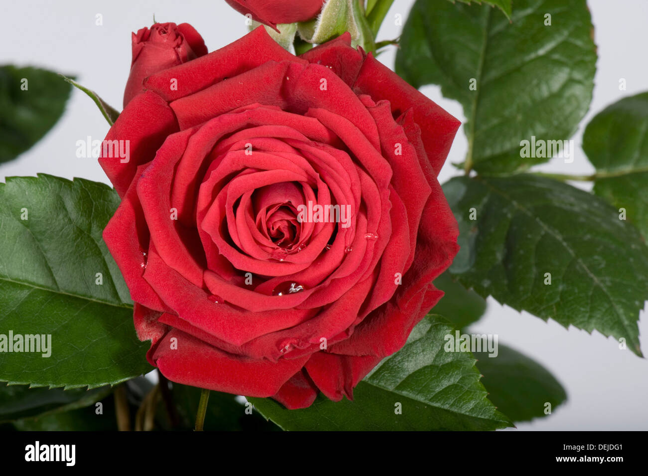 Eine zarte und komplizierte rote Blüte einer kleinen Rose gewachsen in einem Topf als Zimmerpflanze Stockfoto