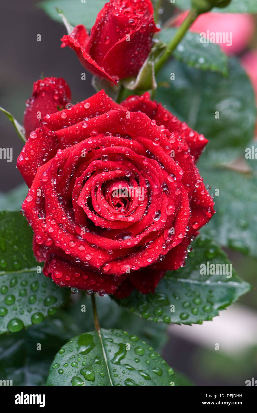Eine zarte und komplizierte rote Blüte einer kleinen Rose gewachsen in