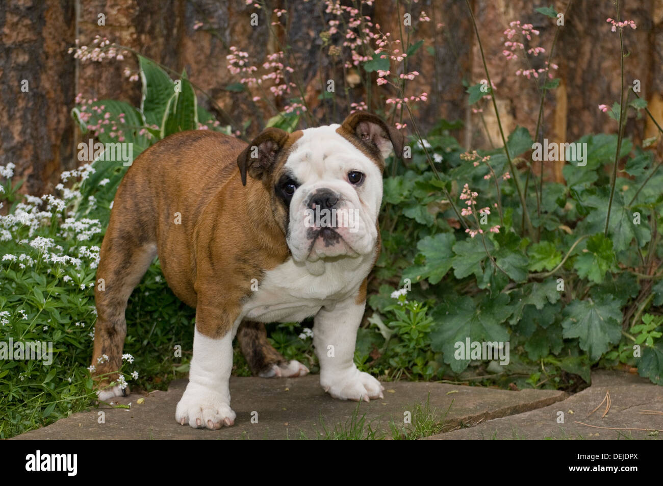Englische Bulldogge stehend mit Blumen hinter Stockfoto