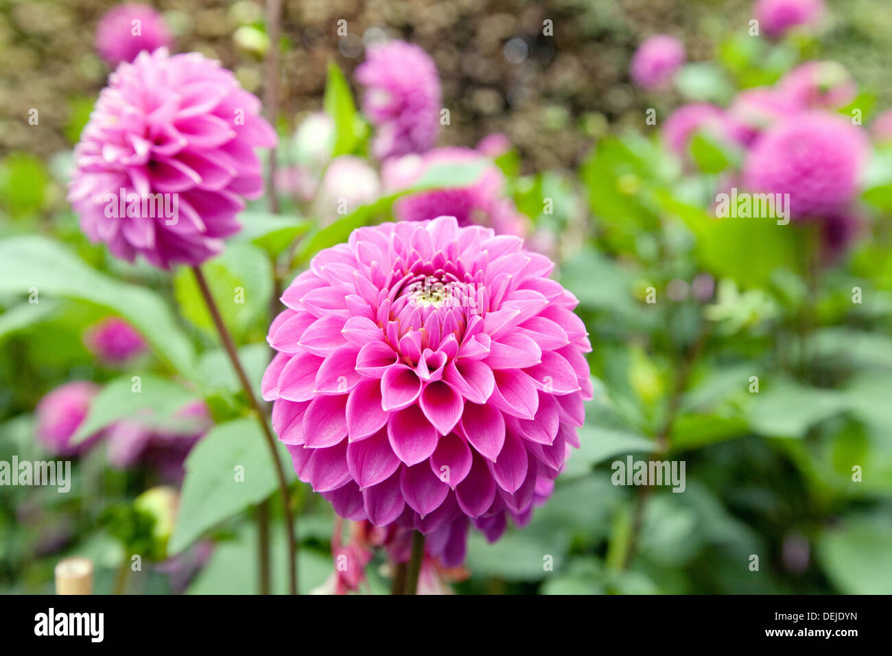 Dahlie dahlien Blumen, Sorte: Marys Jomanda, Großbritannien Stockfoto