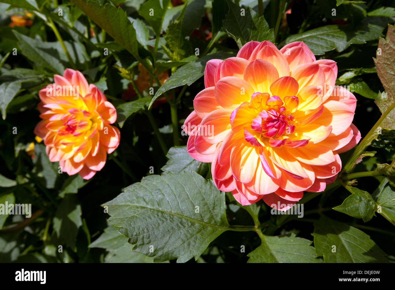 Dahlie dahlien Blumen, Sorte: Pam Howden, Großbritannien Stockfoto