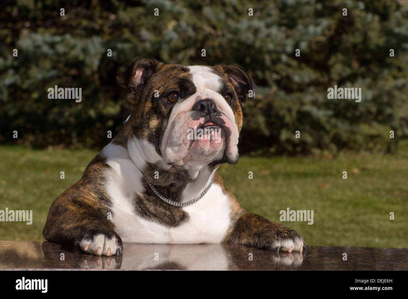 Englische Bulldogge mit Pfoten auf Bank Stockfoto