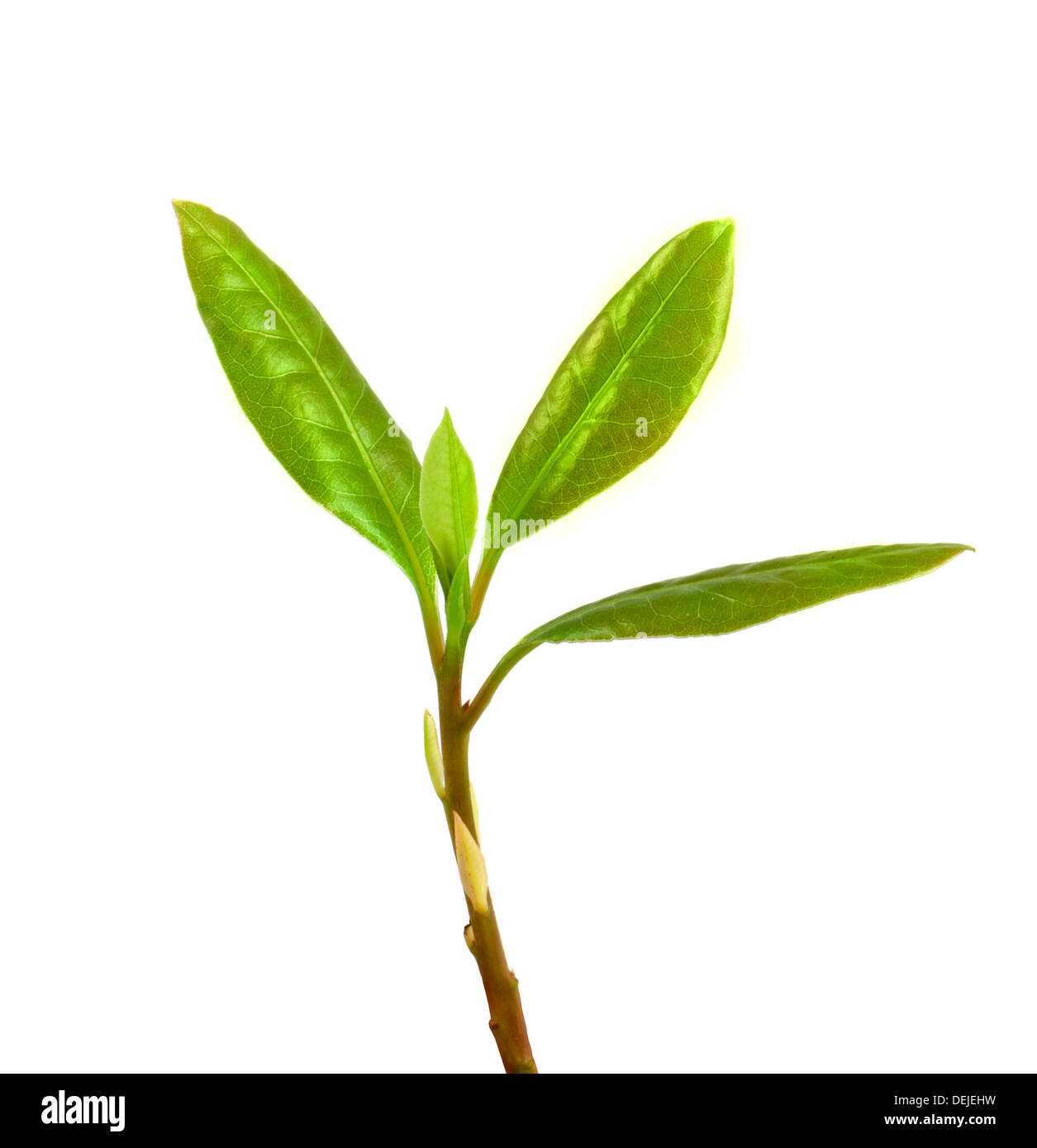 Junge Lorbeer Blätter isoliert auf weißem Hintergrund Stockfoto