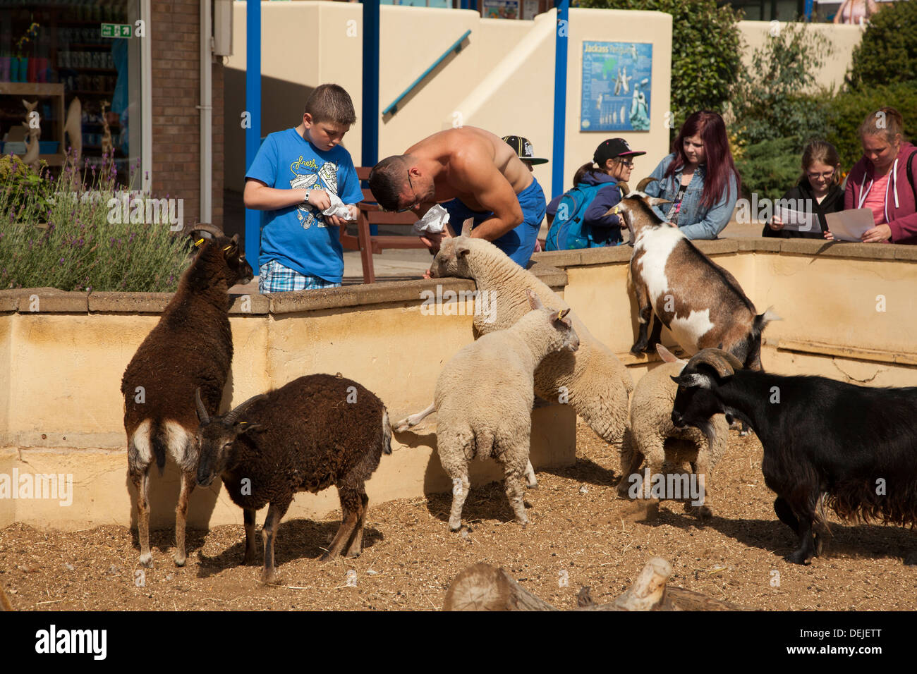 Fütterung der Tiere im Zoo von Natureland Skegness Stockfoto