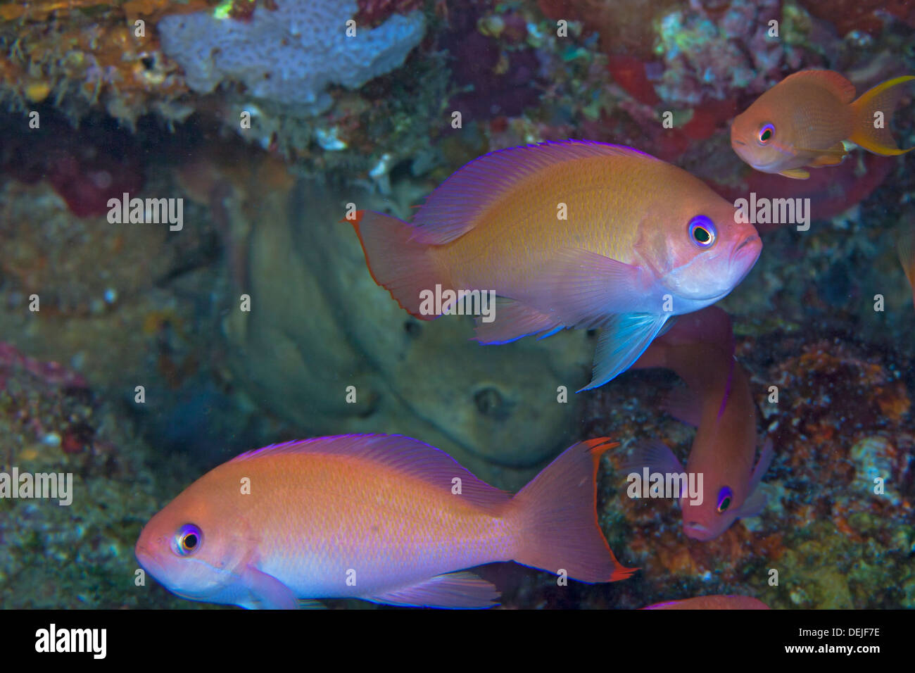 Lyetail Anthias, Pseudanthias Squamipnnis, bergende im Wrack der Yacht in Puerto Galera, Philippinen. Stockfoto