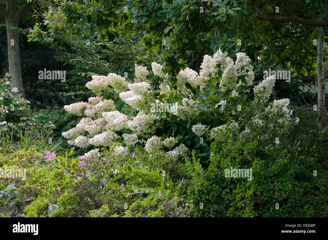 HYDRANGEA PANICULATA PINK DIAMOND Stockfoto