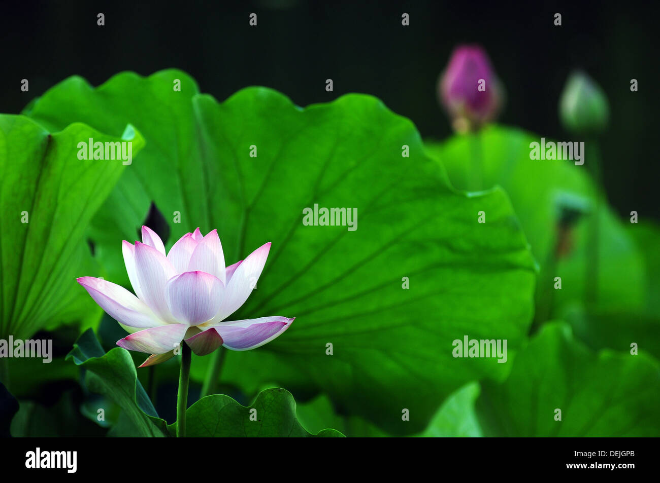 Blühende Lotosblume in einem Teich Stockfoto