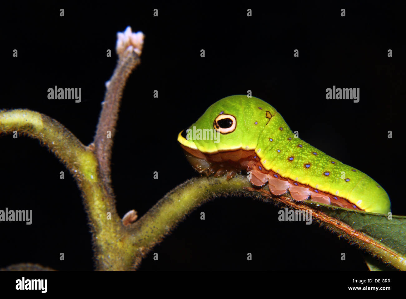 Eine Spicebush Schwalbenschwanz-Raupe imitiert eine grüne Schlange. Stockfoto