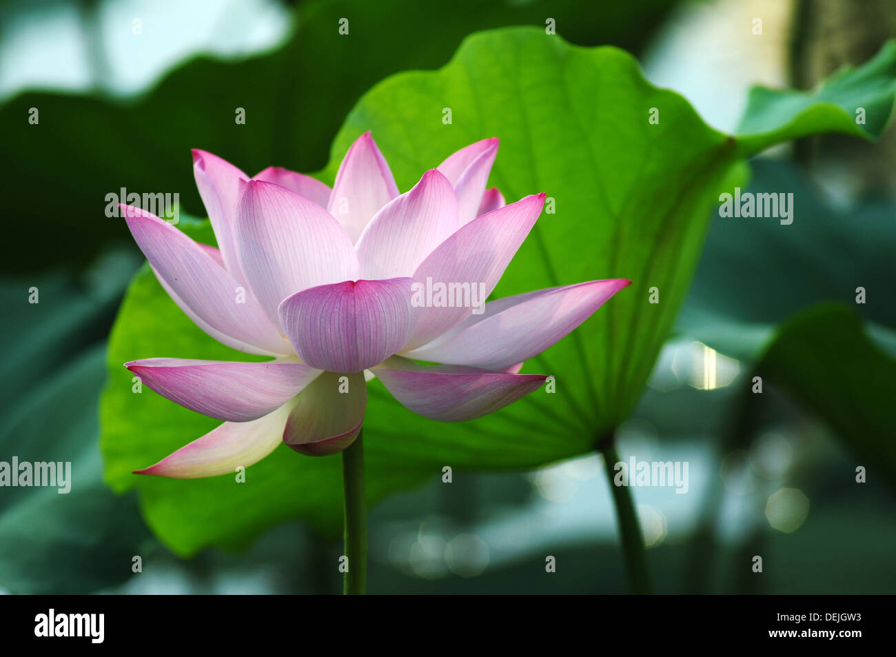 Blühende Lotosblume in einem Teich Stockfoto