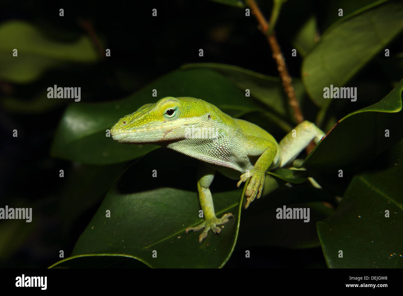 Carolina Anole, Eidechse, Anolis Carolinensis, Red-throated, Tier, Tierwelt, Natur Stockfoto