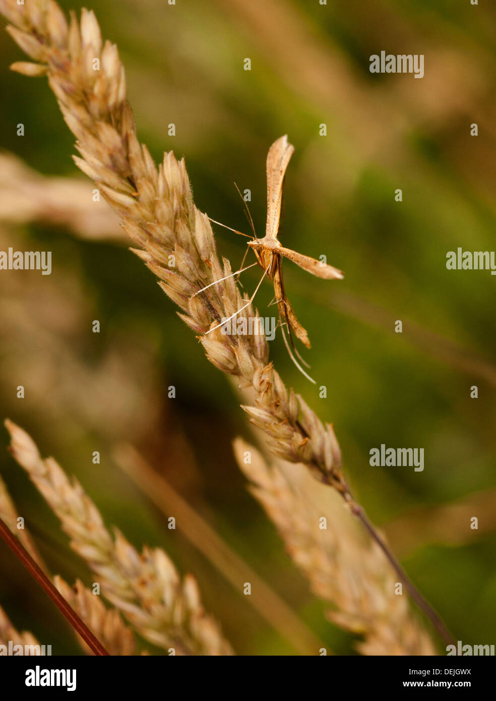 Plume Moth in Ruhe Stockfoto