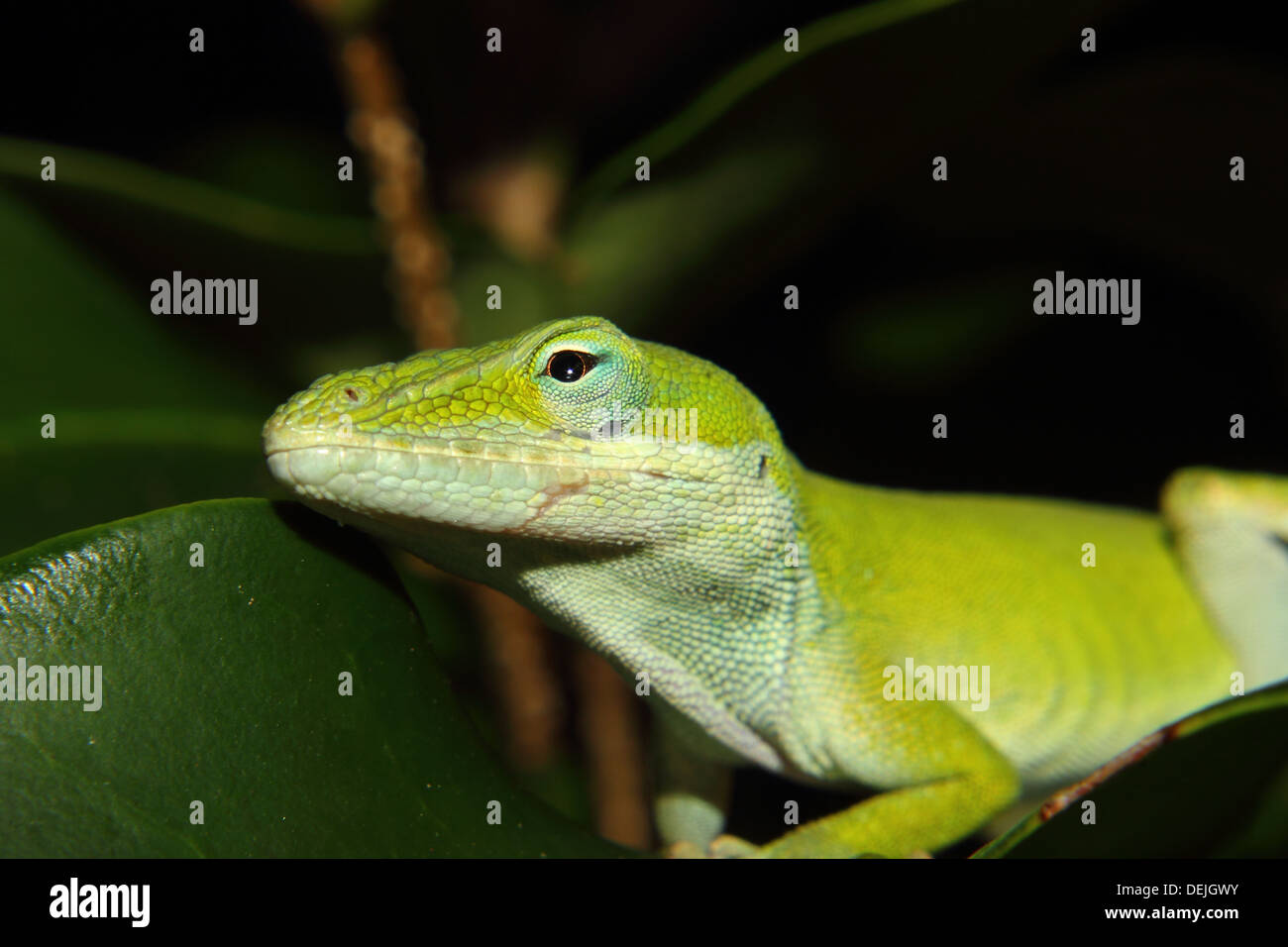 Nahaufnahme von einem Carolina Anole auf einem grünen Blatt sitzt. Stockfoto