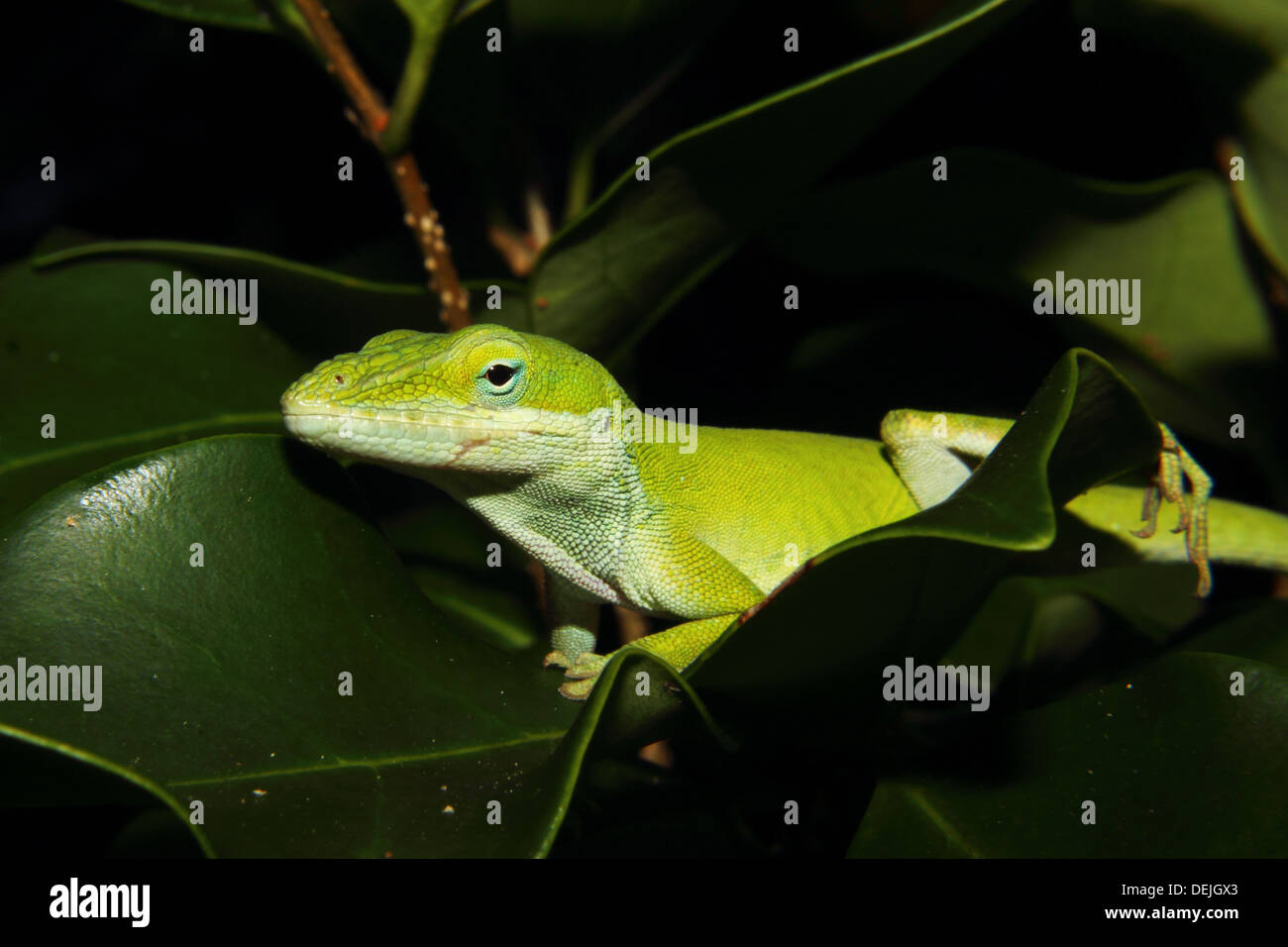 Ein Carolina Anole sitzt auf einem grünen Blatt. Stockfoto