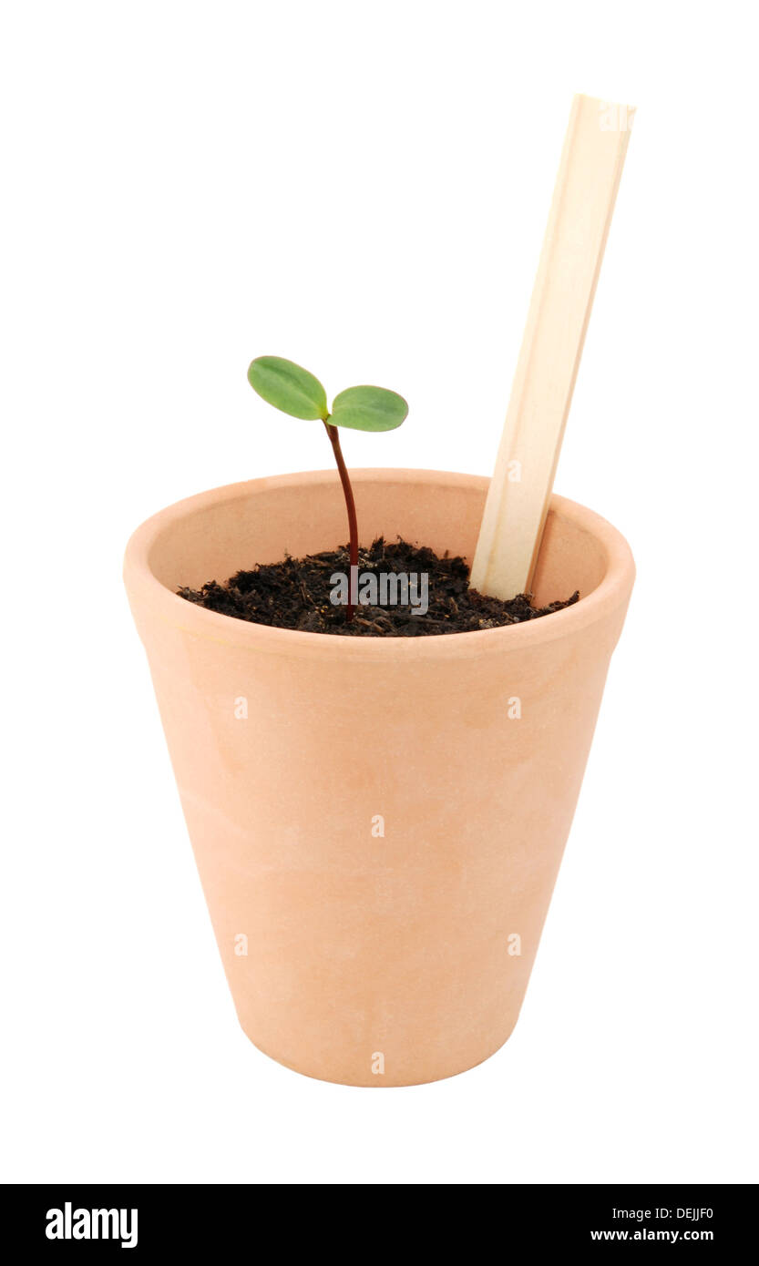 Sämling wächst in einem Terrakotta-Blumentopf mit einem leeren Anlage Label bereit für Ihre eigenen Titel, isoliert auf weißem Hintergrund Stockfoto