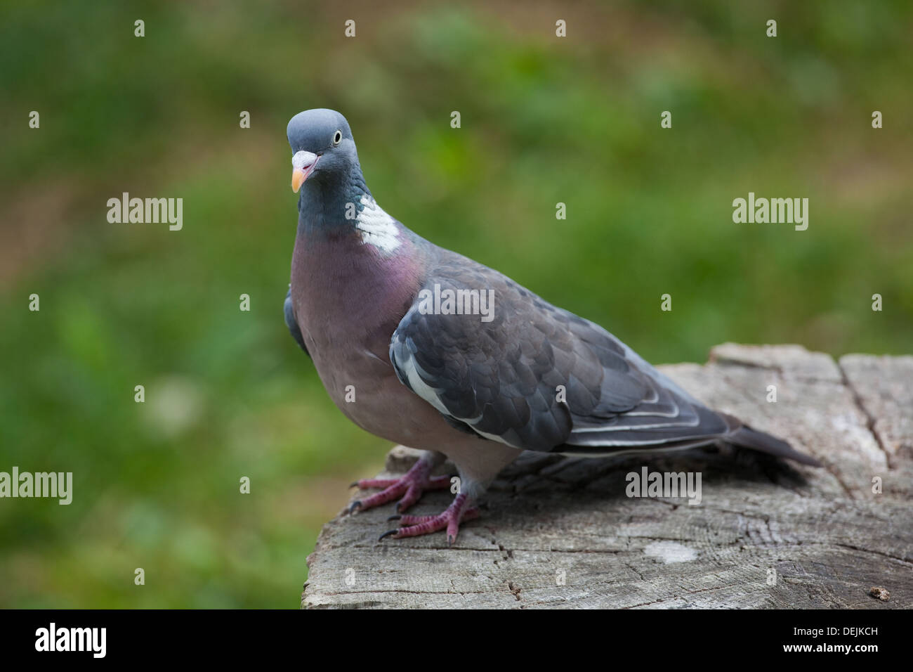 Woodpigeon oder beringt Taube (Columba Palumbus). Thront auf einem Baumstamm. Stockfoto
