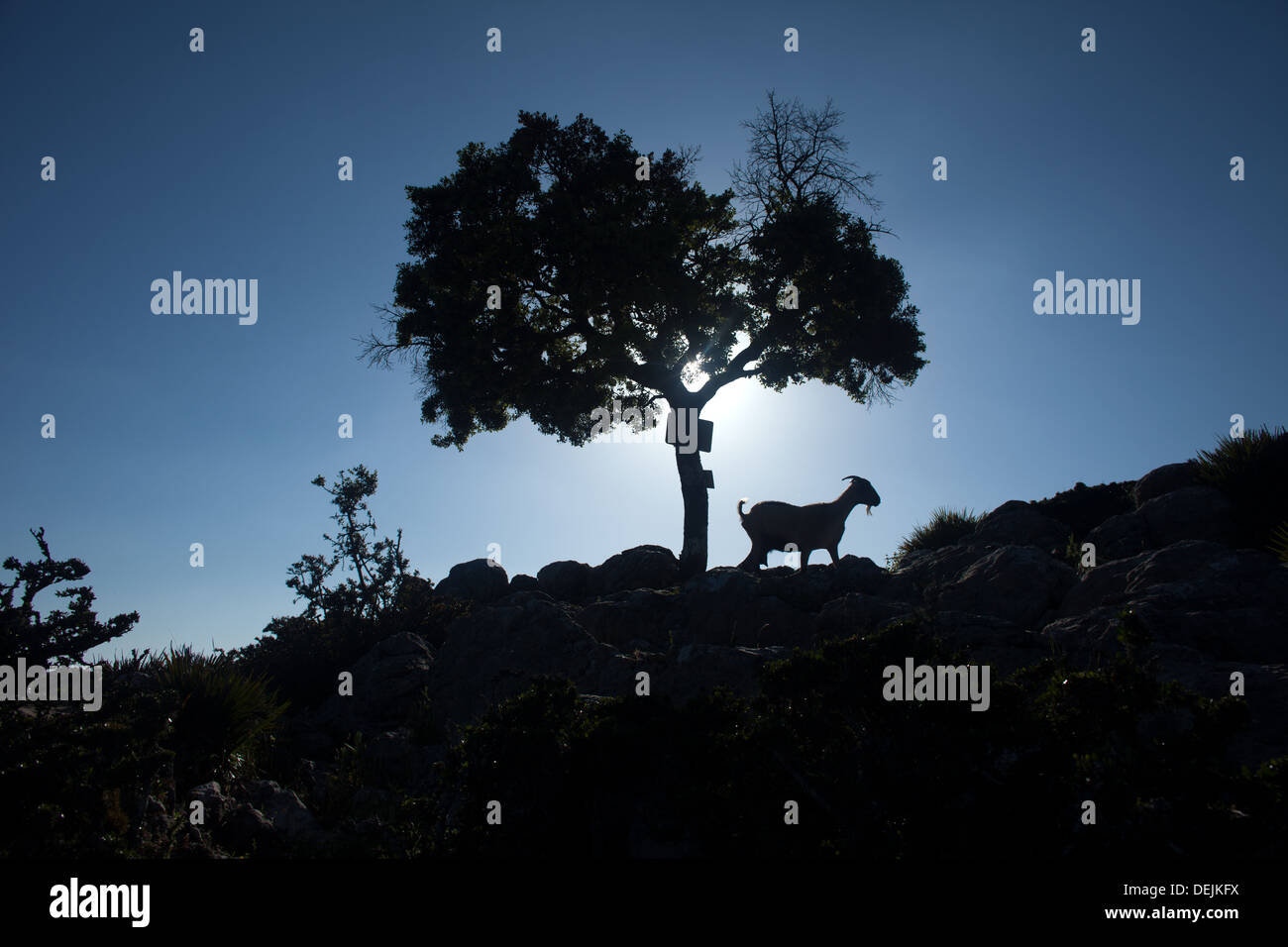 Eine Ziege geht neben einem Baum in der Spitze des Berges Albarracin in den Naturpark Sierra de Grazalema, El Bosque, Spanien Stockfoto