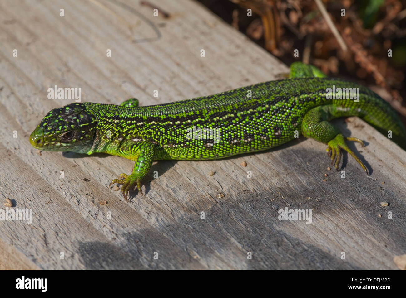 Western grüne Eidechse (Lacerta Bilineata). Männliche entstehen am frühen Morgen, auf eine neue Holz-Einfassung, ein öffentlicher Fußweg Aufwärmen. Stockfoto