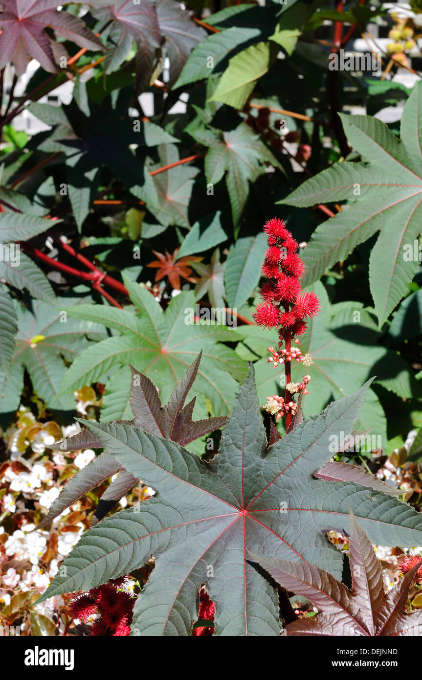 Der tödlich giftige Ricin Pflanze.  Ricinus communis Stockfoto